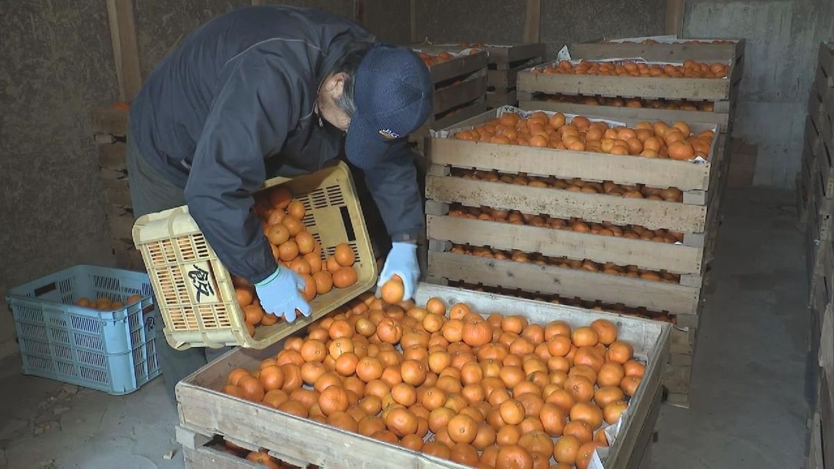 蔵出しミカン　収穫後に５℃の蔵で１か月熟成「冷やして食べて」　岐阜・海津市