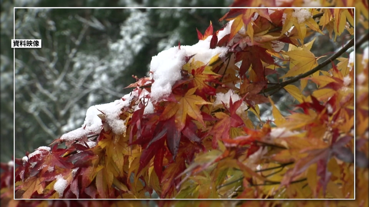 日本の四季が“二季”になる!? クリスマスに紅葉、5月にセミが鳴き始める未来も…