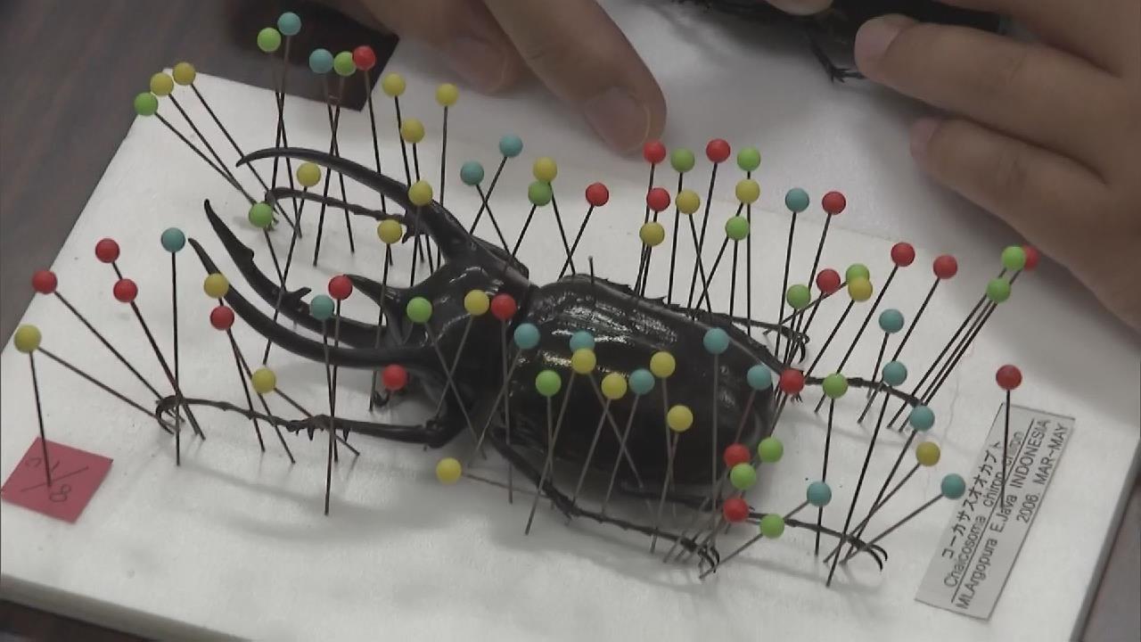カブトムシ・クワガタムシを標本に 夏休みの昆虫教室 岐阜市・名和昆虫
