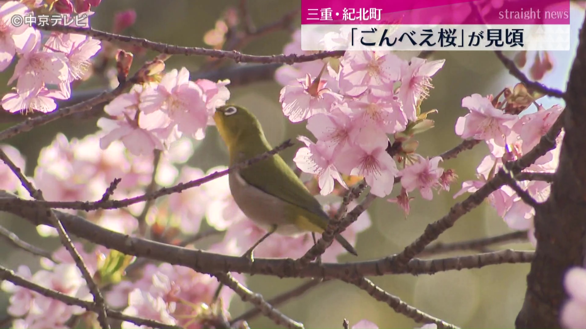 ごんべえ桜｣の愛称で親しまれている河津桜が見頃 三重・紀北町（2026年