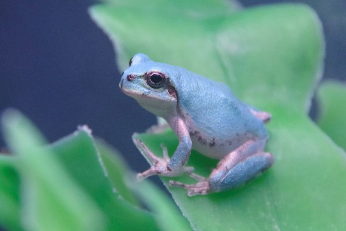 10万匹に１匹の奇跡！青いアマガエルに来園者も興味津々「ご利益がありそう」