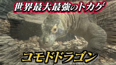 最大最強の“コモドドラゴン” 23日から東山動植物園で公開 飼育担当が