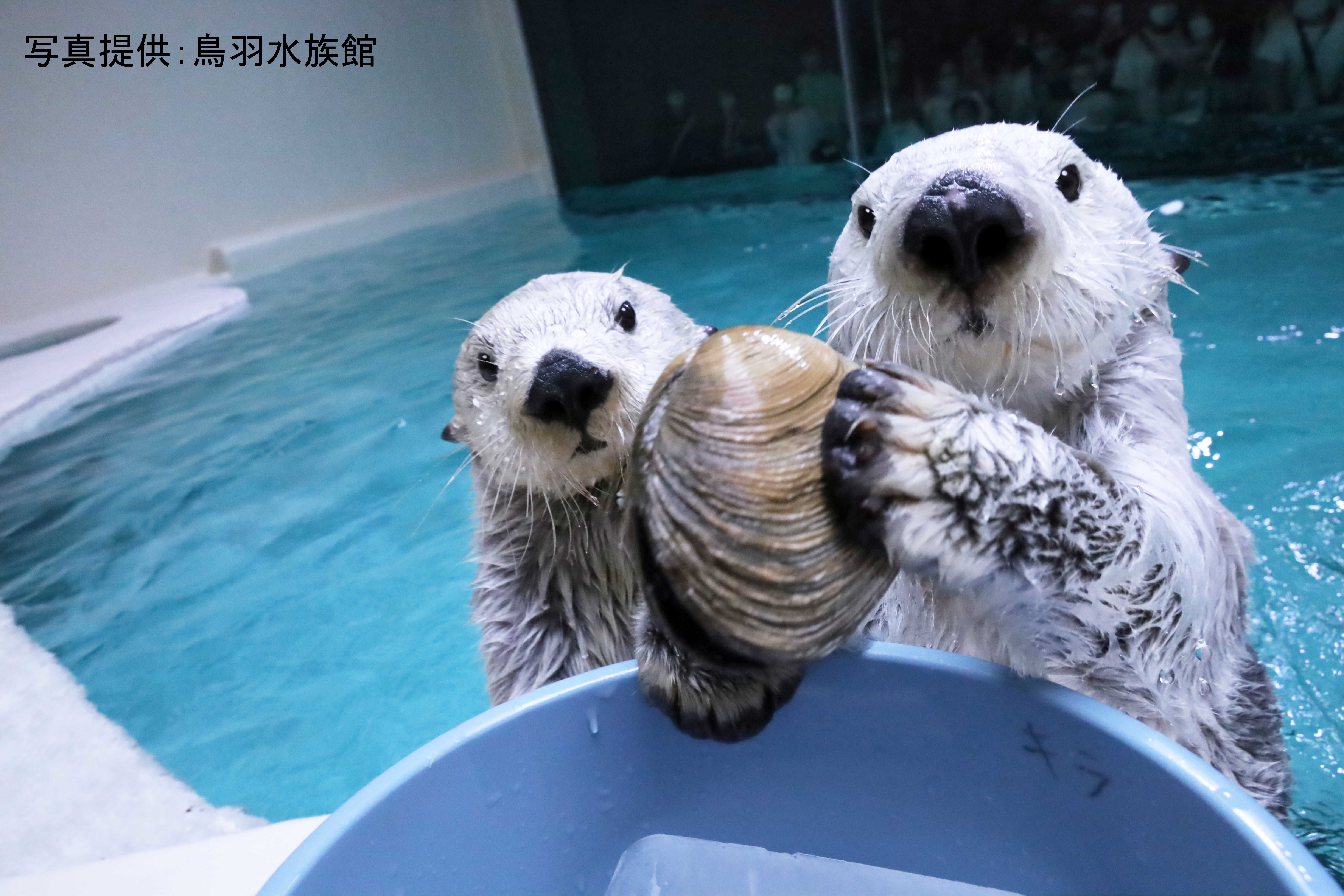 かわいい」だけじゃない！ ラッコのことなら何でもわかる特設サイト