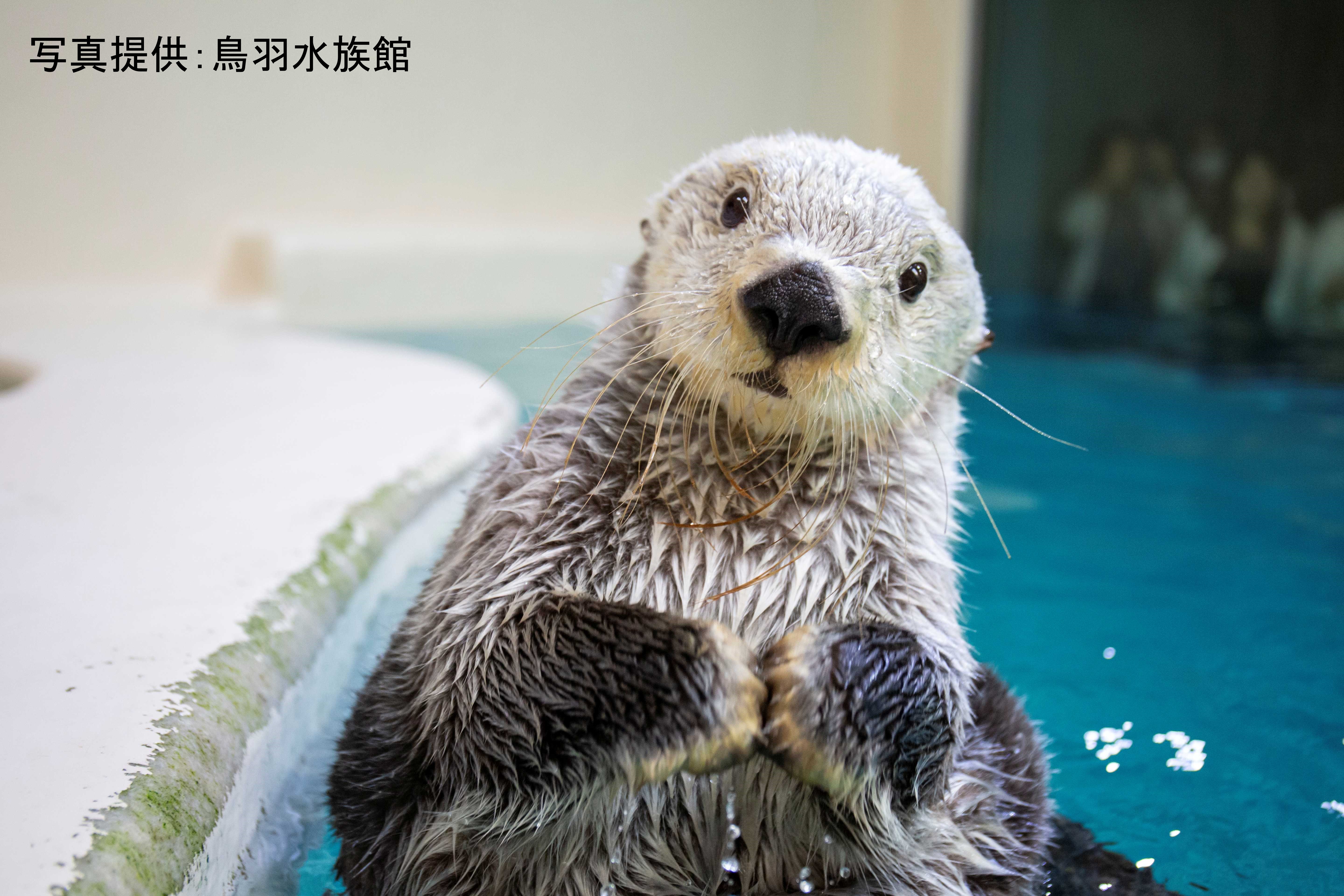 かわいい」だけじゃない！ ラッコのことなら何でもわかる特設サイト