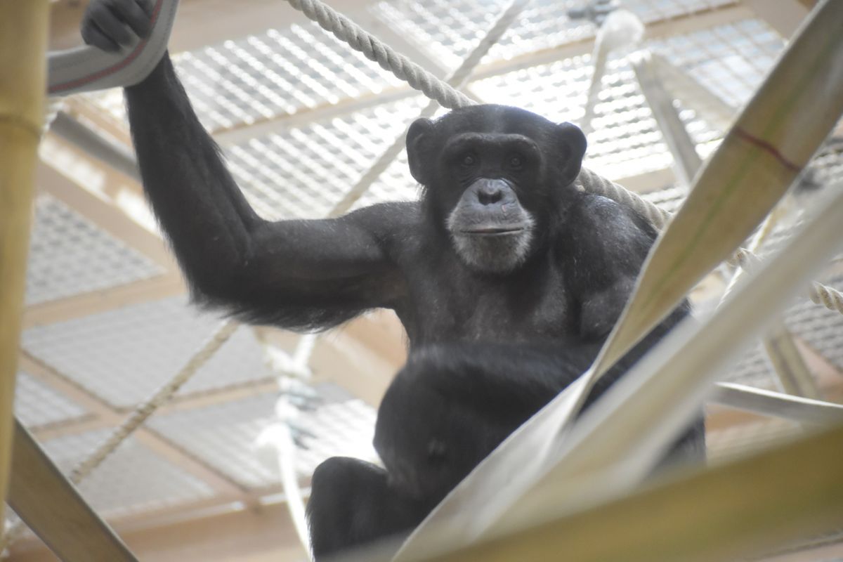 東山動植物園　チンパンジー「マリモ」公開始まる