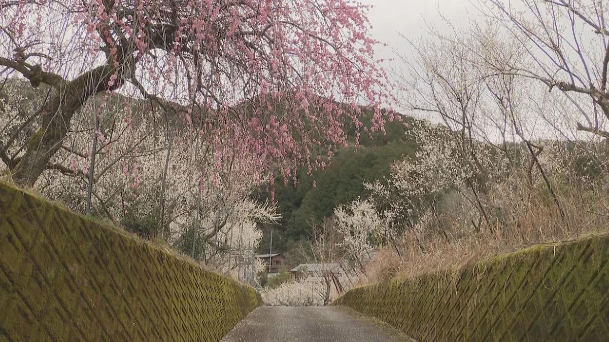 山あいの集落で梅の花が見頃　約750本の白やピンクの花を咲かす　三重・熊野市