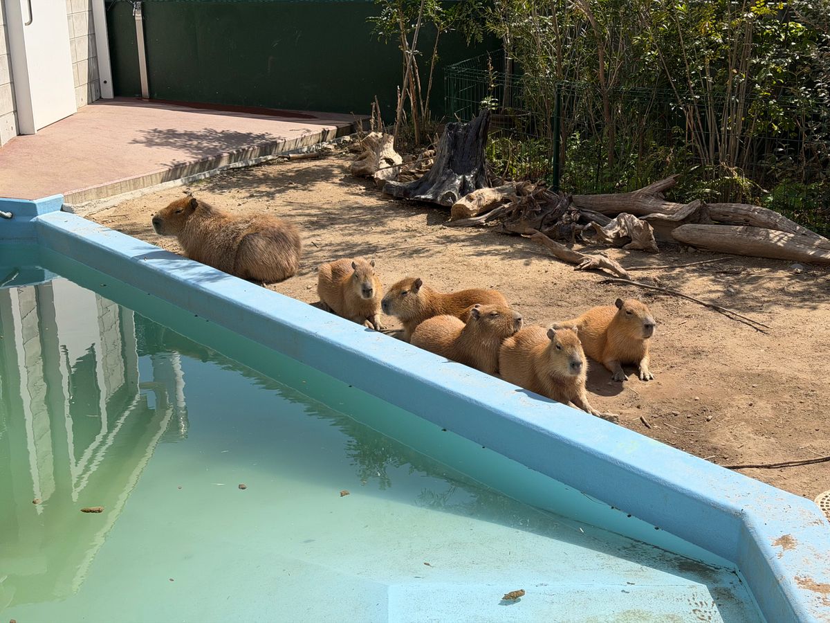 カピバラの赤ちゃん5頭、4月中旬に“新天地”へお引っ越し！体重は生まれ