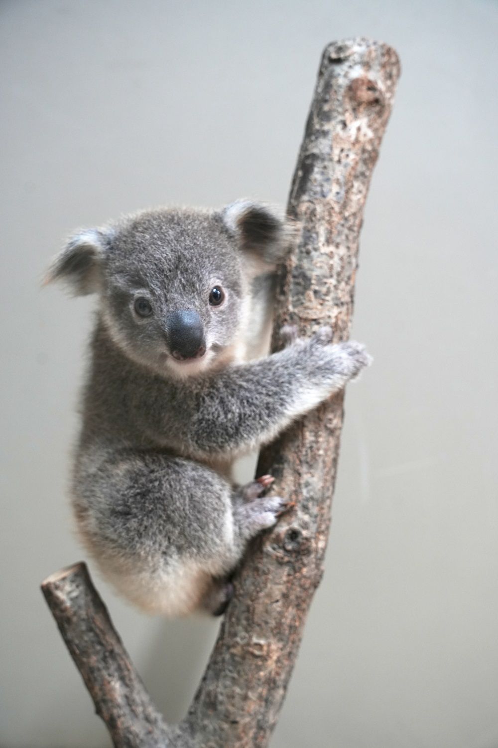 東山動植物園】コアラの赤ちゃんの愛称投票を実施へ 「まんぷく