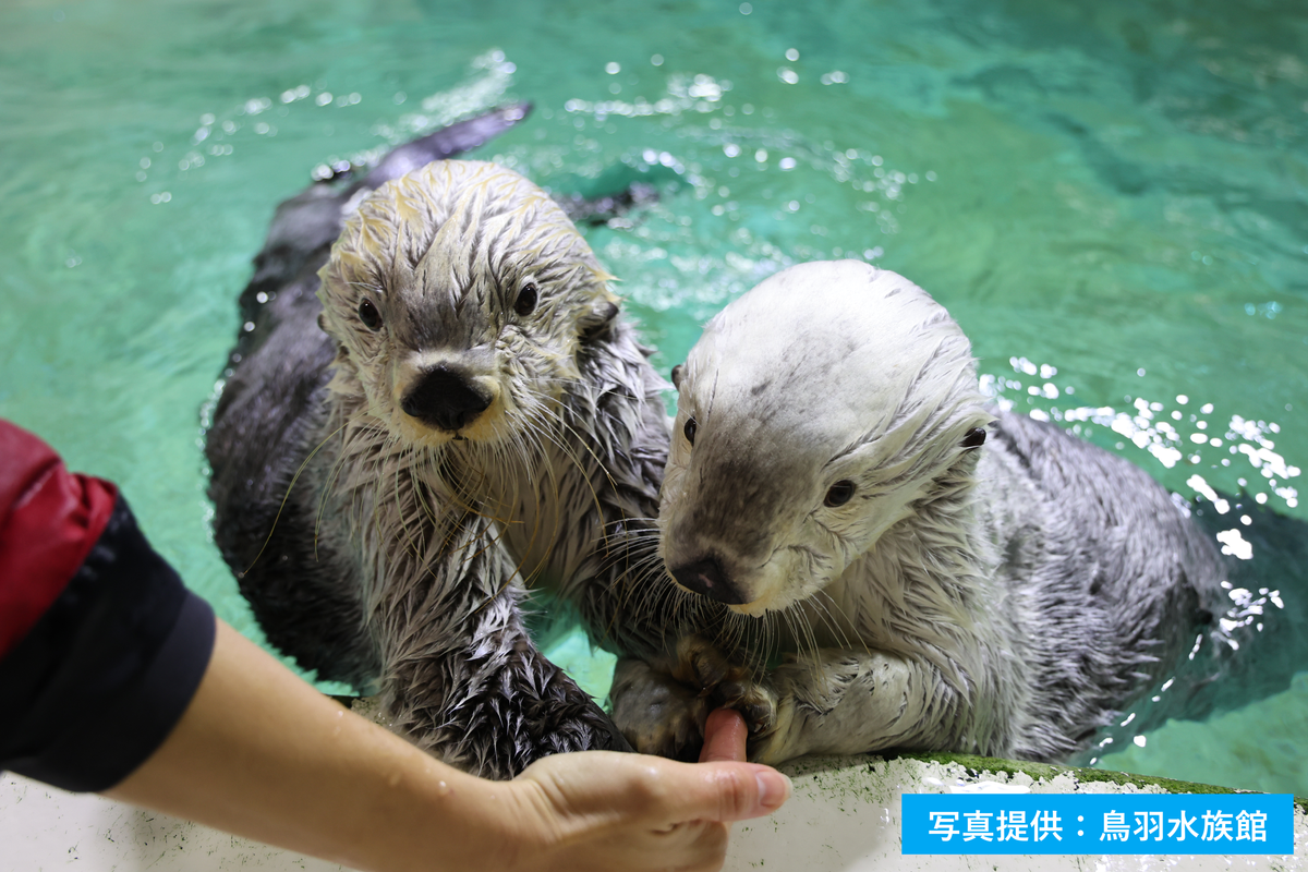 国内で飼育されるラッコは鳥羽水族館の2頭のみに