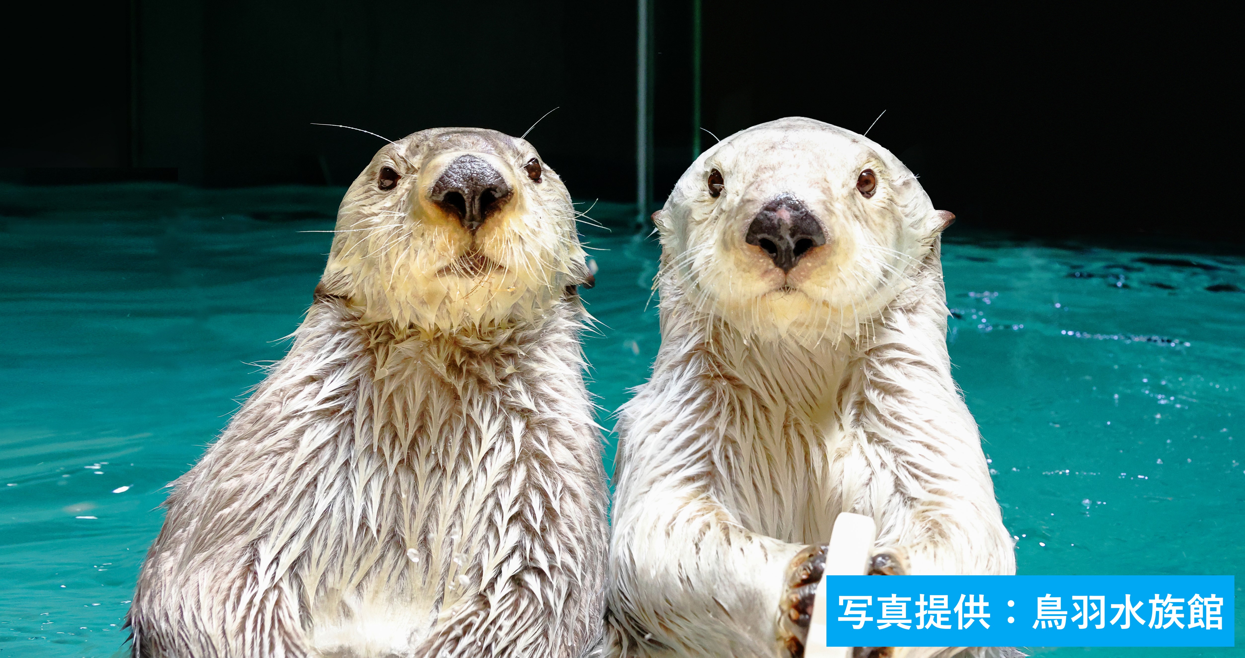 新品未開封】ラッコのメイとキラ オリジナル写真集 鳥羽水族館 鳥羽