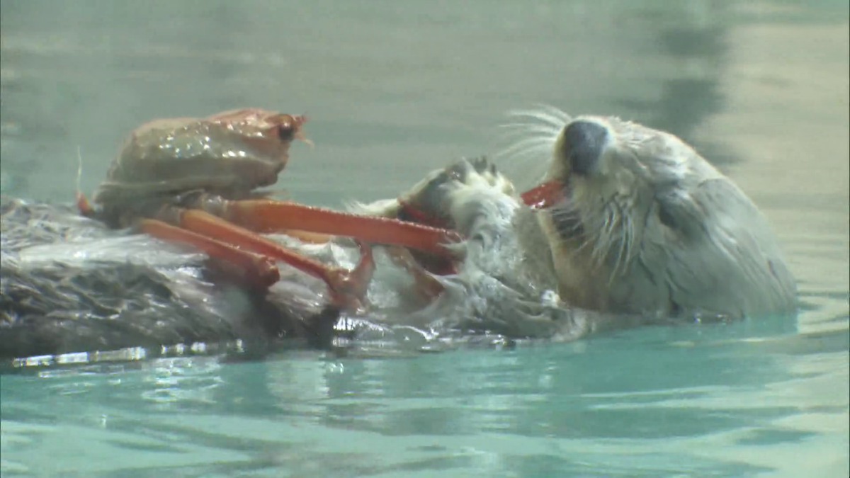 国内で唯一飼育” 鳥羽水族館のラッコ「メイ」22歳の誕生日迎える 高齢
