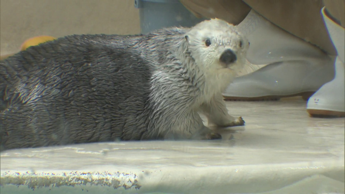 国内で唯一飼育” 鳥羽水族館のラッコ「メイ」22歳の誕生日迎える 高齢