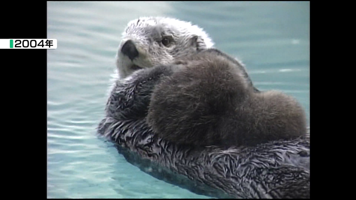 国内で唯一飼育” 鳥羽水族館のラッコ「メイ」22歳の誕生日迎える 高齢