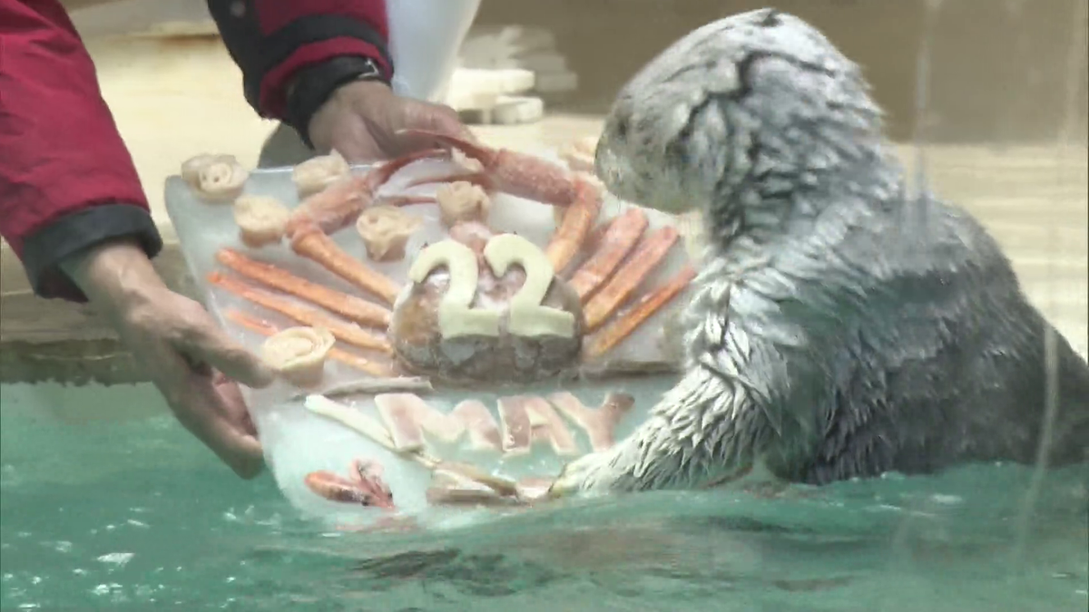 国内で唯一飼育” 鳥羽水族館のラッコ「メイ」22歳の誕生日迎える 高齢