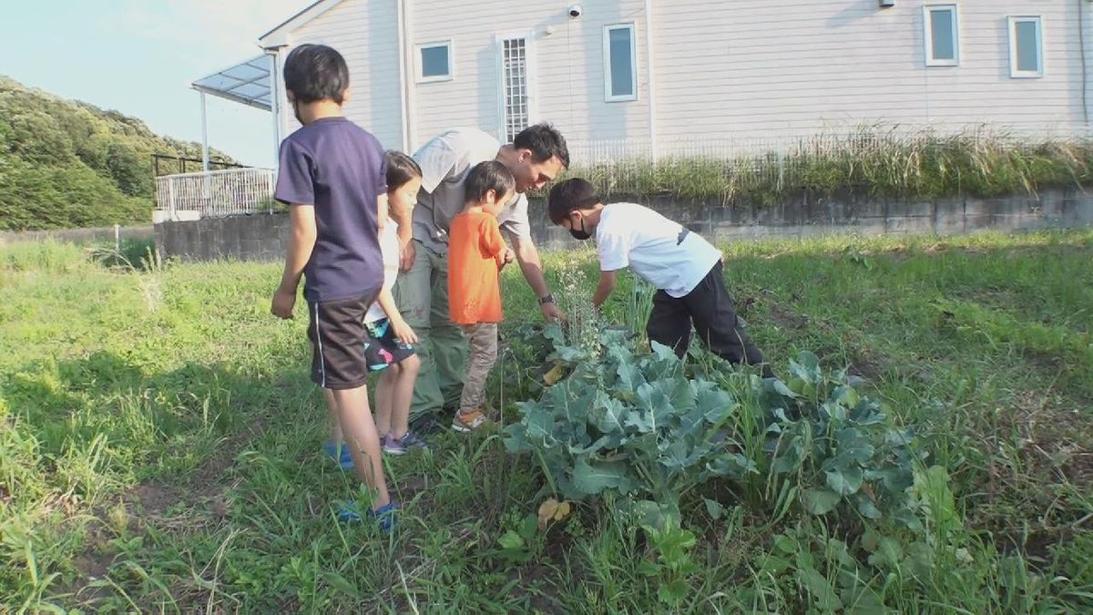野菜を収穫する子供たち