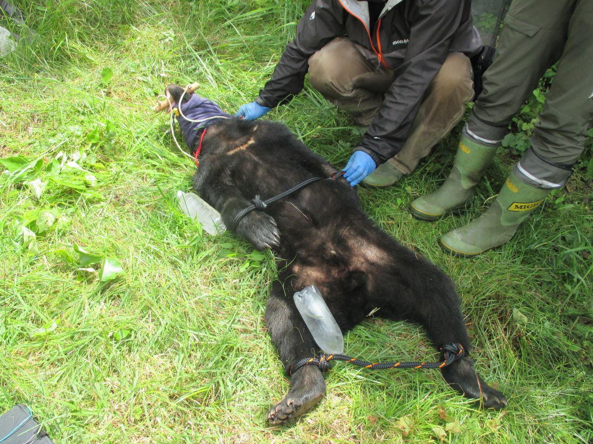 ニホンジカのわなにツキノワグマかかる　民家までの距離600メートル　“人の怖さ学ばせ”･･･山林へ放獣　三重・紀北町