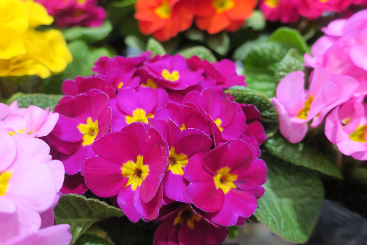 1月のあいちの花は「プリムラ」　碧南市・愛西市・飛島村などで生産