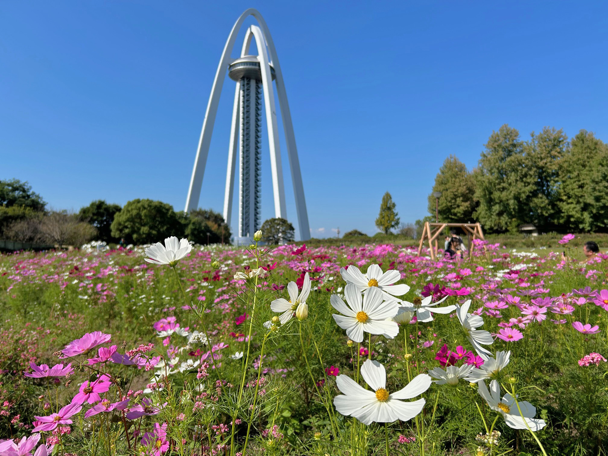 138タワーパーク』５万本のコスモスが開花ピーク！十花十色が紡ぐ秋の花風景、赤ソバ・白ソバが魅せる新たなデザインにも注目 見頃が過ぎても楽しめる体験も  愛知・一宮市（2024年10月16日掲載）｜中京テレビNEWS NNN