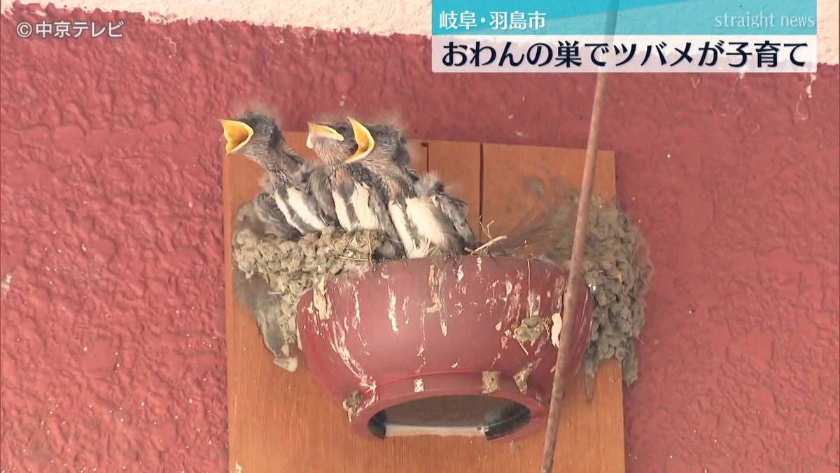 おわんの巣でツバメが子育て　岐阜・羽島市