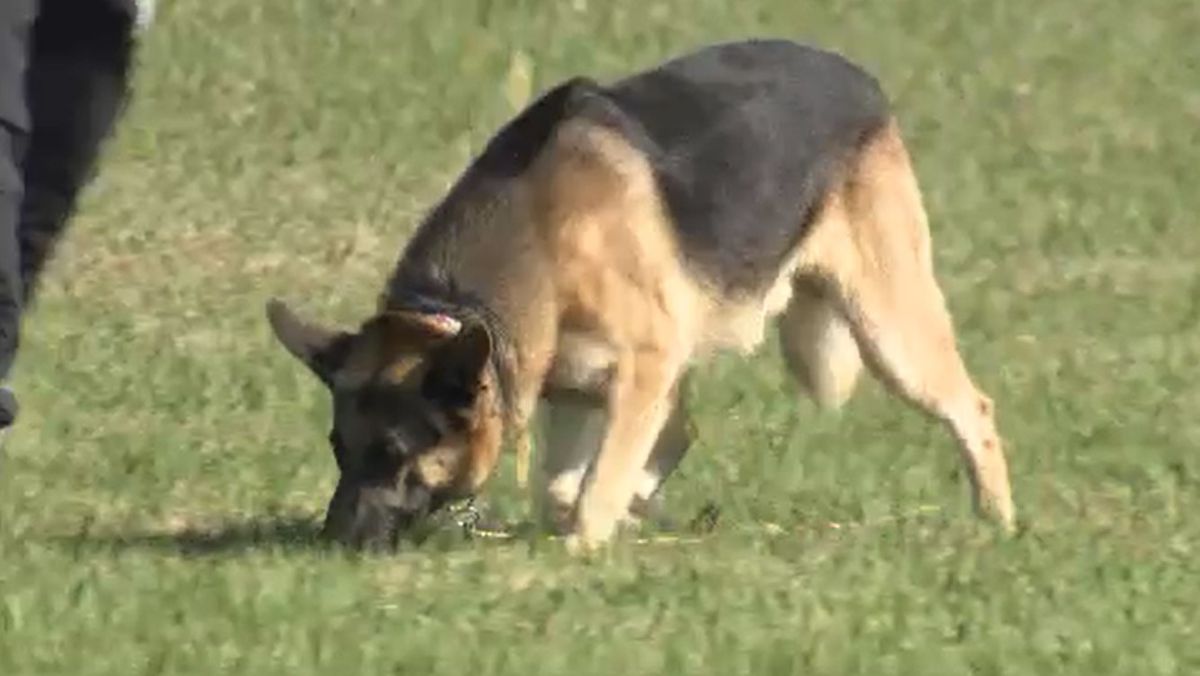 嘱託警察犬の審査会　民間で訓練を受けた28頭が受験　愛知県警