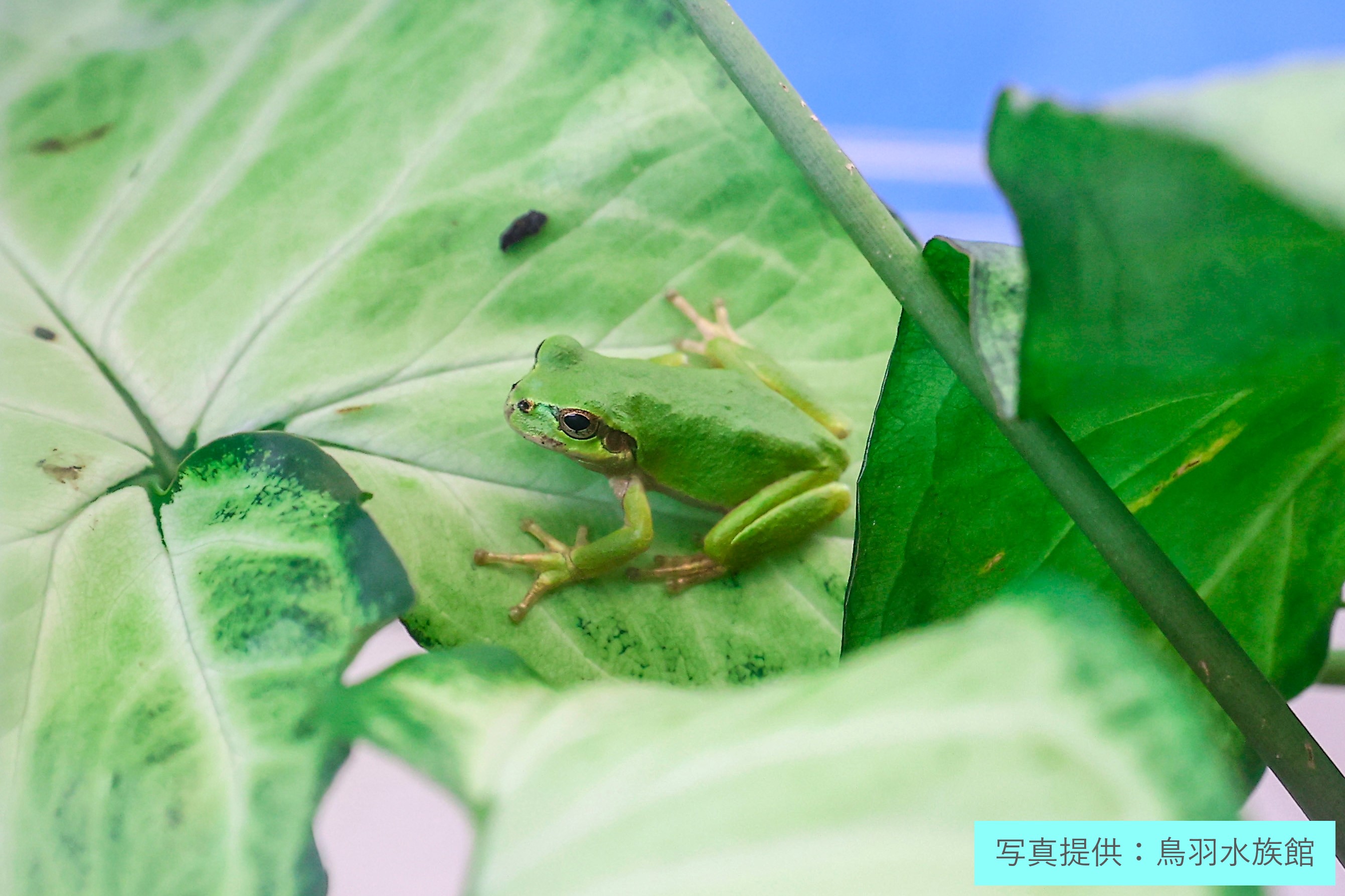 カエルとイモリの天気予報水槽」が今年もやってくる！ 全身オレンジ色