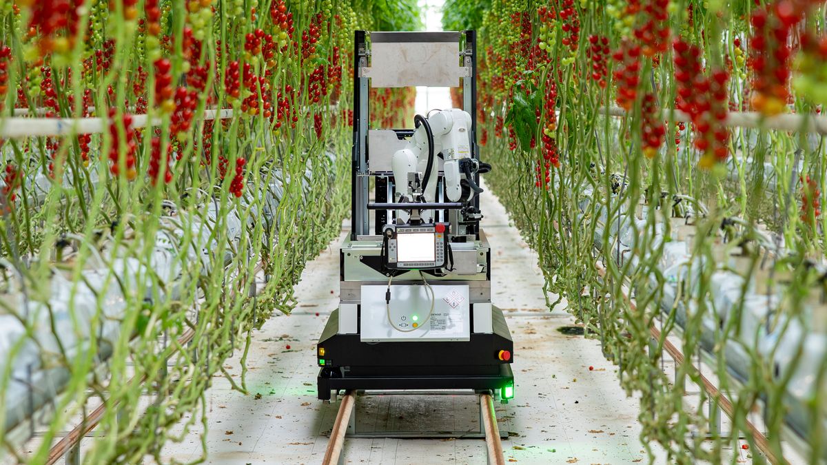 AIで熟度を判定　房取りミニトマトの全自動収穫ロボット　欧州で受注開始
