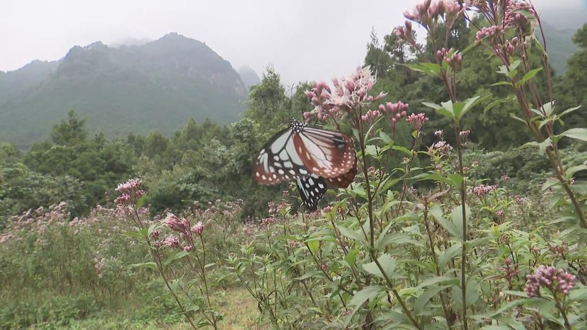 本州から海を越え…　｢旅するチョウ｣飛来　猛暑の影響で例年より1週間ほど遅い飛来　三重・御浜町