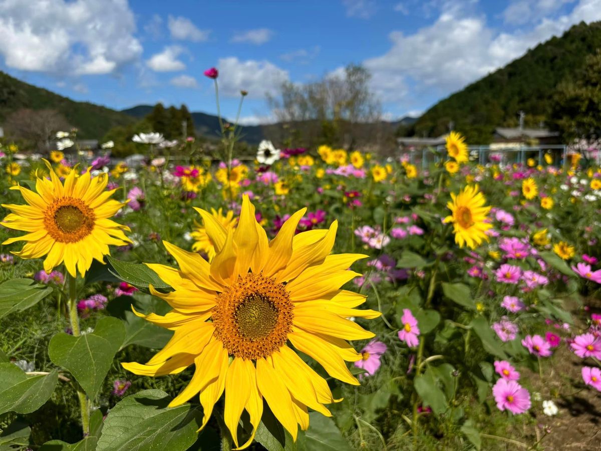 夏の花「ひまわり」と秋の花「コスモス」の競演　約5万本の花が見ごろを迎える　岐阜・美濃市