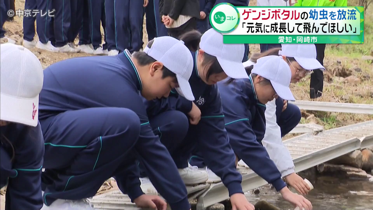 中学校でゲンジボタルの幼虫を放流　6月上旬ごろから美しい光を放ち舞い始める　愛知・岡崎市