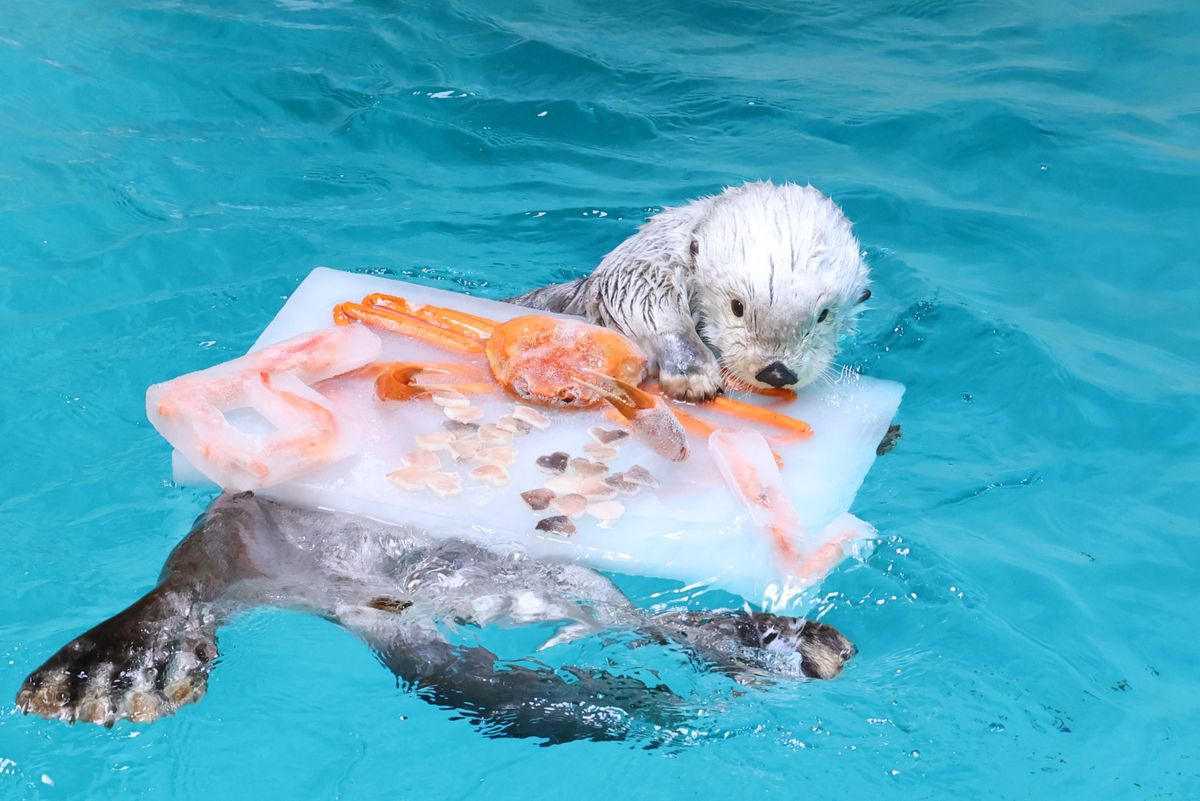 2023年の誕生日イベントの様子（写真提供：鳥羽水族館）