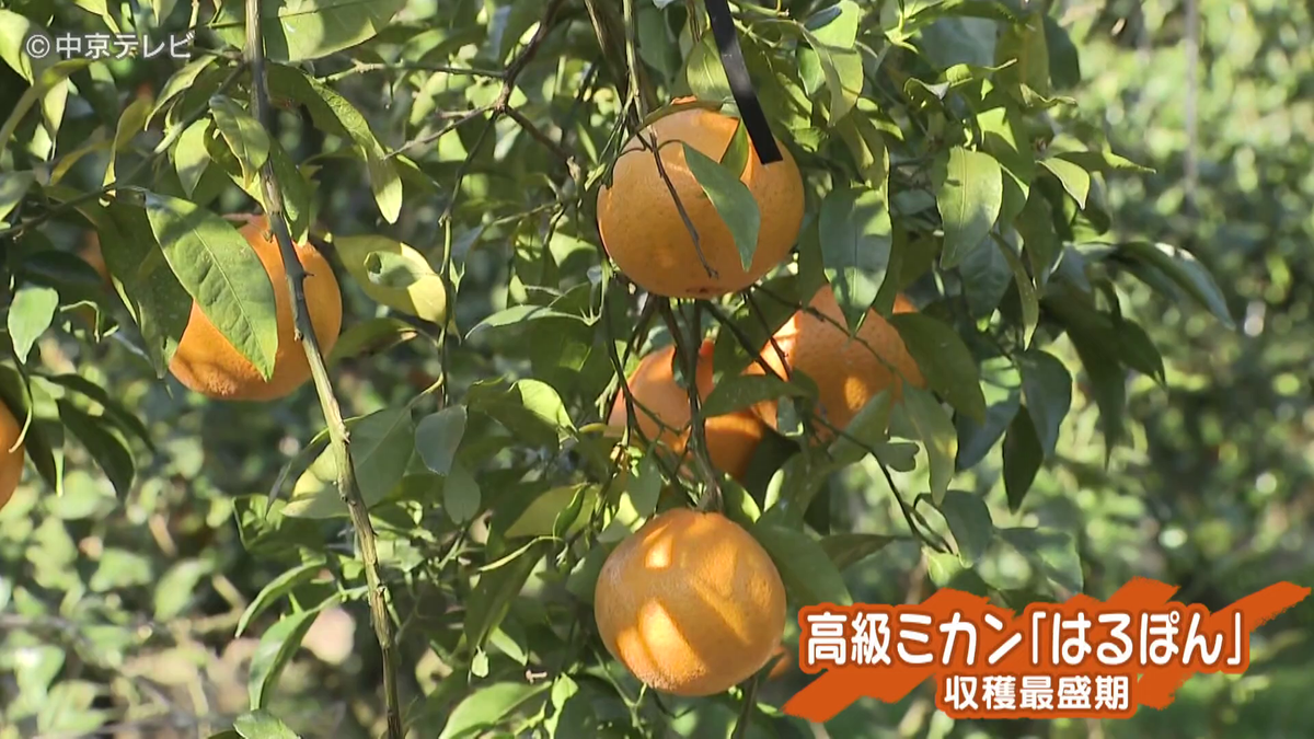 最高級ミカン「はるぽん」収穫最盛期　春の贈答品としても人気　三重・紀宝町