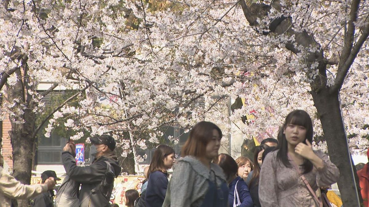 鶴舞 公園 花見