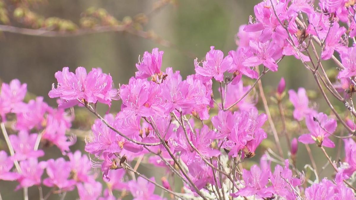 愛知善住禅寺のツツジが見頃に！