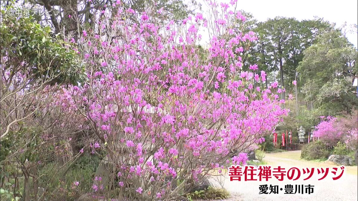 愛知・豊川市で春のツツジが見頃
