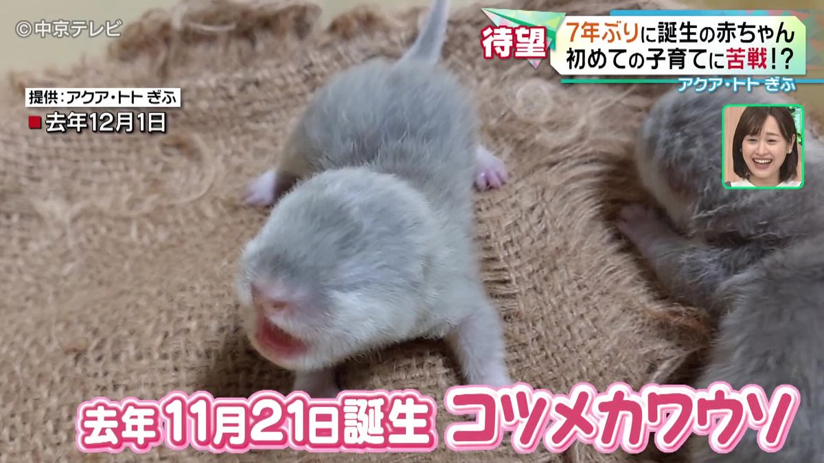 コツメカワウソの赤ちゃん　７年ぶりに誕生　初めての子育てに苦戦中！？　岐阜・各務原市「アクア・トトぎふ」