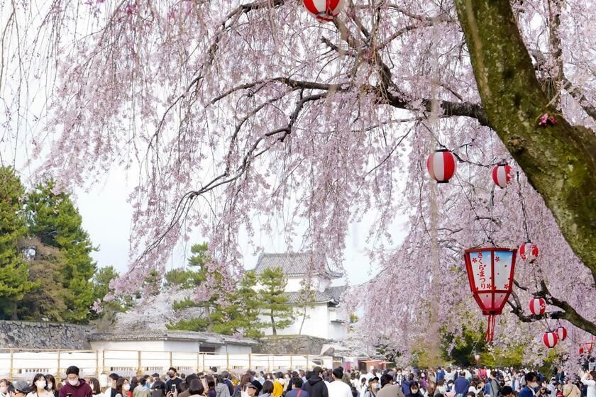 約900本の桜を眺めながら名古屋城の春を満喫、月亭八方ら登壇イベントも充実