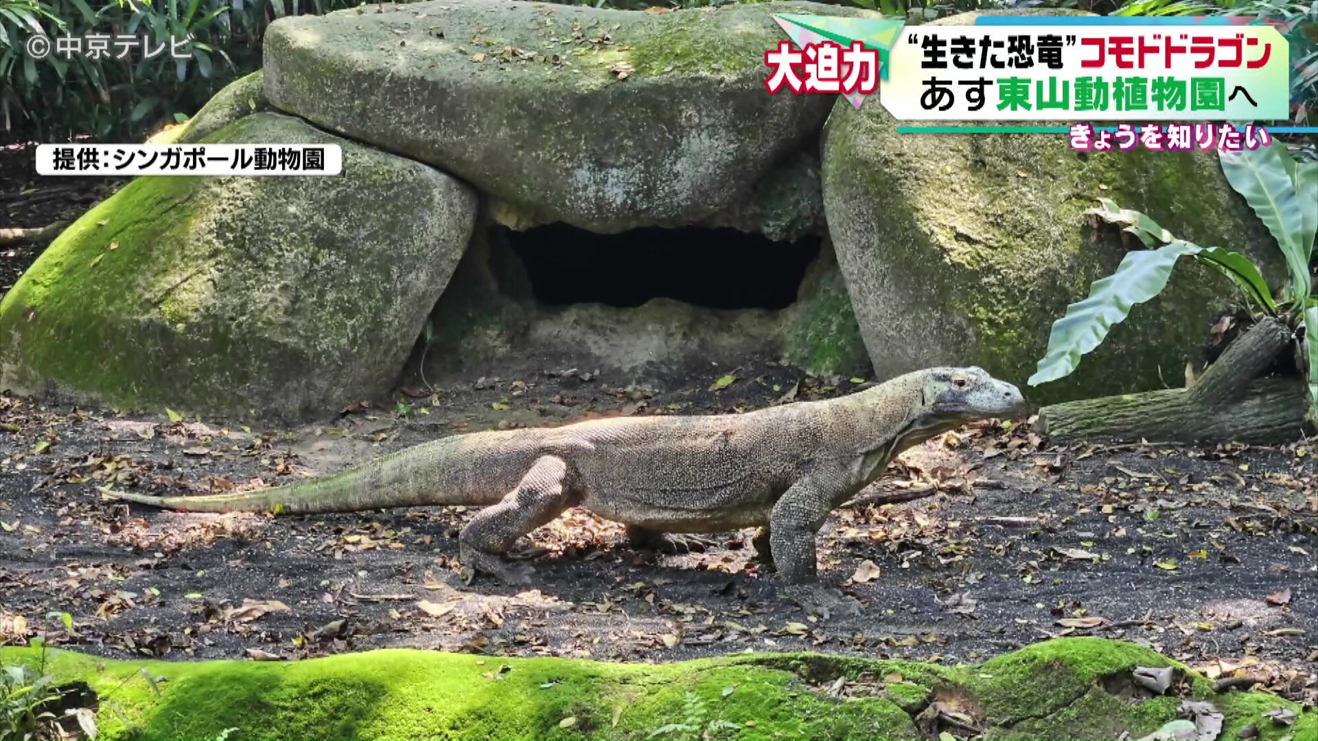 生きた恐竜”コモドドラゴン シンガポールの動物園を出発 名古屋市・東山動植物園へ！（2024年7月17日掲載）｜中京テレビNEWS NNN