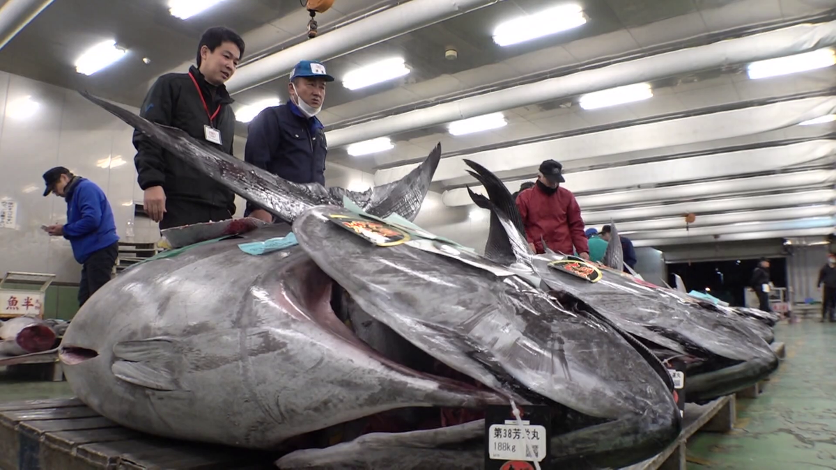 名古屋のマグロ初競りで過去最高値更新！　初参加バイヤーが一番マグロを狙う　新春の熱い戦いに密着