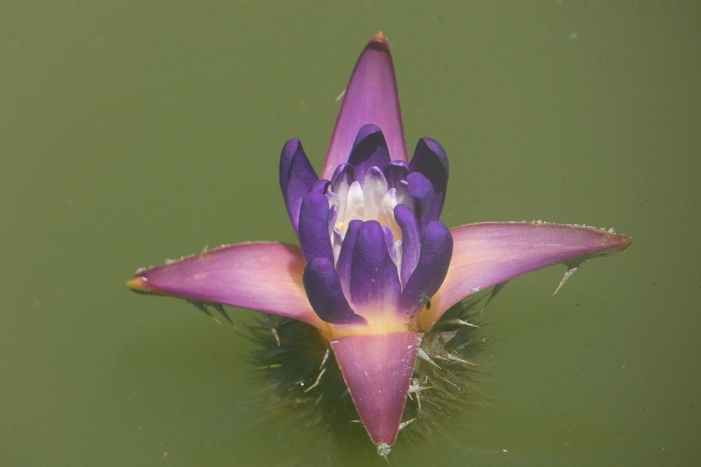 オニバスの花（提供／国営木曽三川公園 アクアワールド水郷パークセンター）