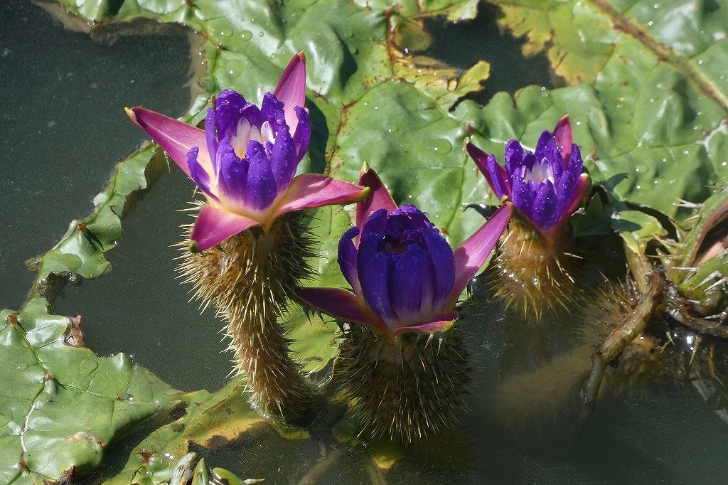 “水面からひょっこり” 絶滅危惧種・オニバスが開花ピーク！アカミミガメの食害対策、種の保全、水路で育成…20年以上続く保護活動「毎年花を咲かせ、種を採取することが大切な役目」