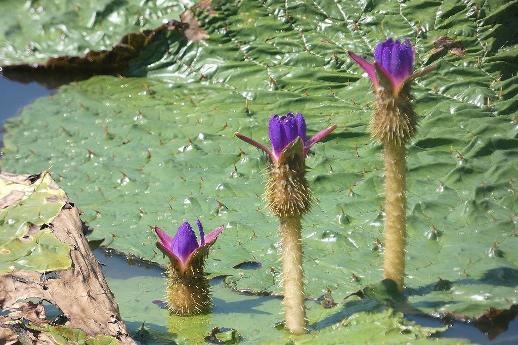 オニバスの花（提供／国営木曽三川公園 アクアワールド水郷パークセンター）