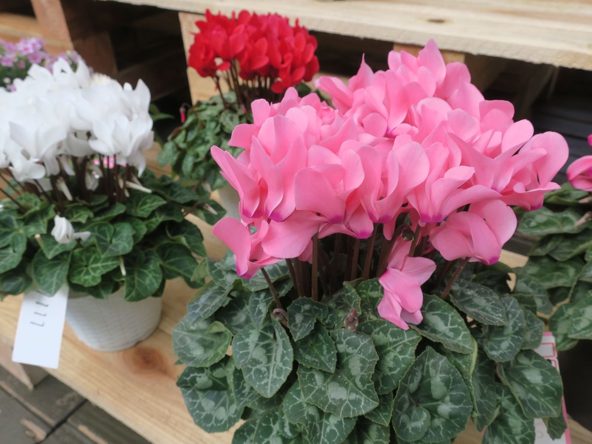 12月のあいちの花は「シクラメン」　愛知県の産出額は8億円で全国1位 　クリスマスの贈り物にも人気