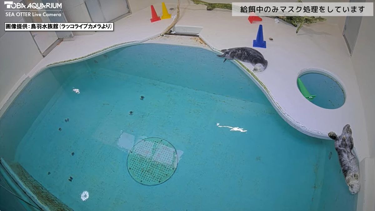 ラッコの24時間ライブ配信 飼育員への“カスハラ”でモザイク処理