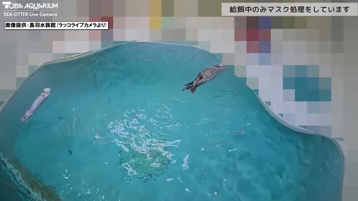 ラッコの24時間ライブ配信 飼育員への“カスハラ”でモザイク処理