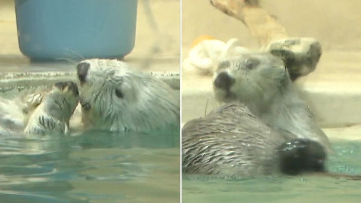 ラッコの24時間ライブ配信 飼育員への“カスハラ”でモザイク処理