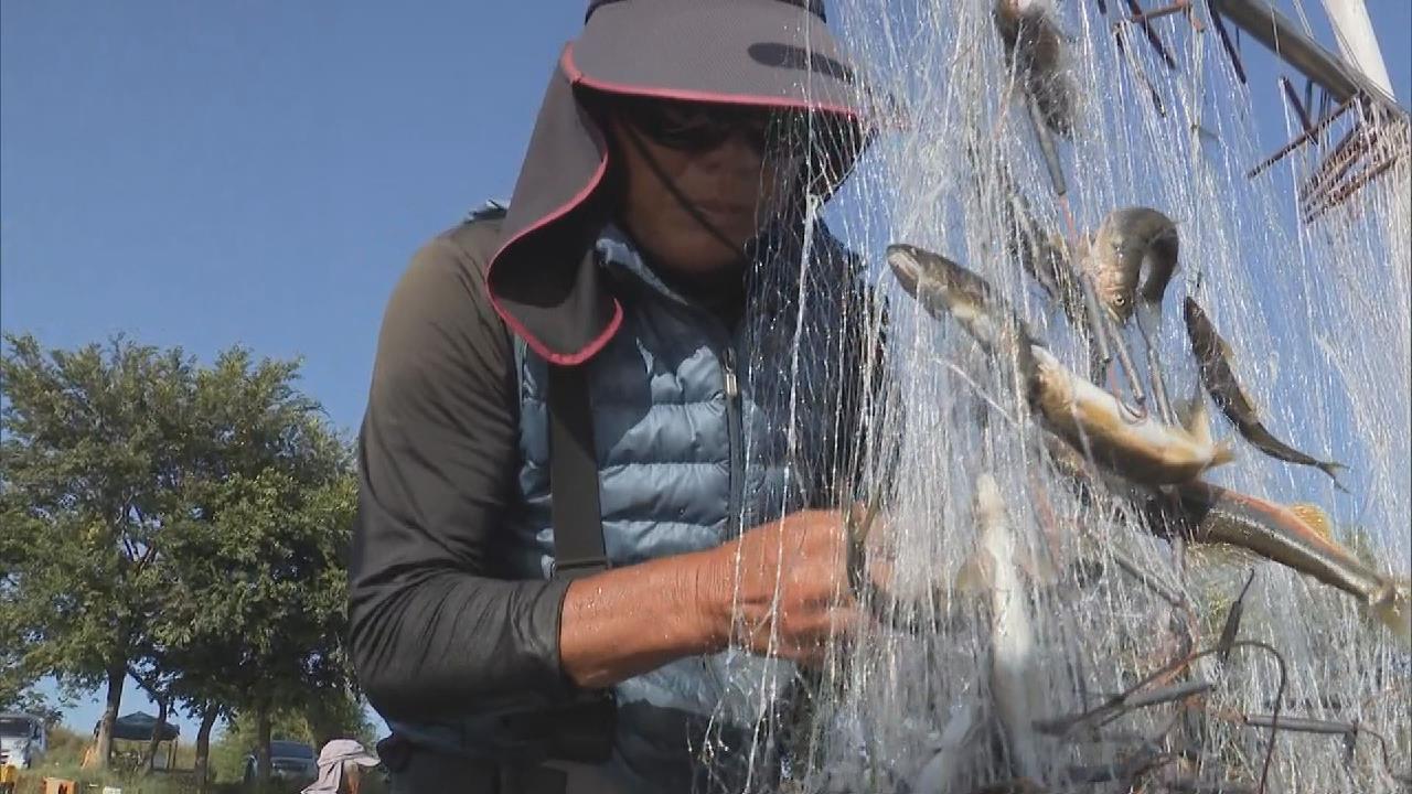 産卵のため川を下るアユを捕獲「瀬張り網漁」最盛期 ロープが水面をたたく音で驚かせ網で捕獲する伝統的な漁  岐阜市・長良川（2024年11月7日掲載）｜中京テレビNEWS NNN