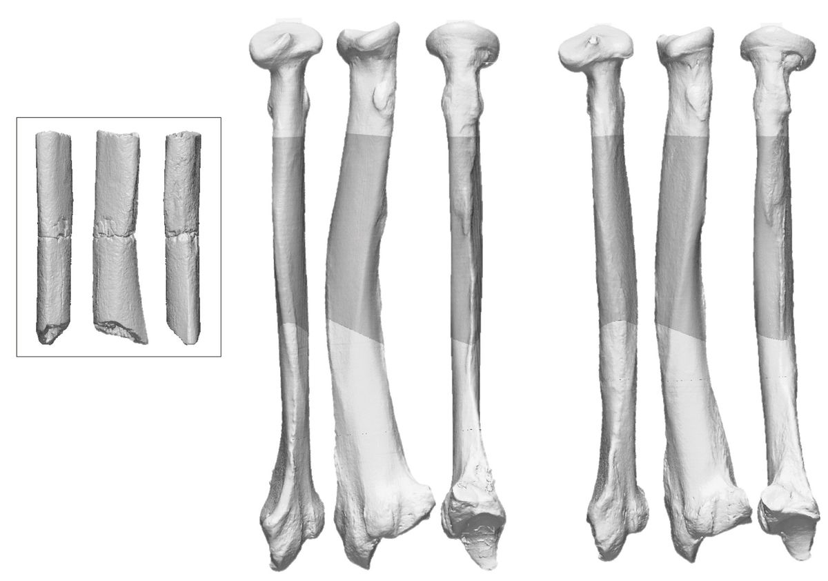 日本最古の人骨化石「牛川人骨」はクマの骨だと判明　関係者は急な対応を迫られる状況に　愛知・豊橋市