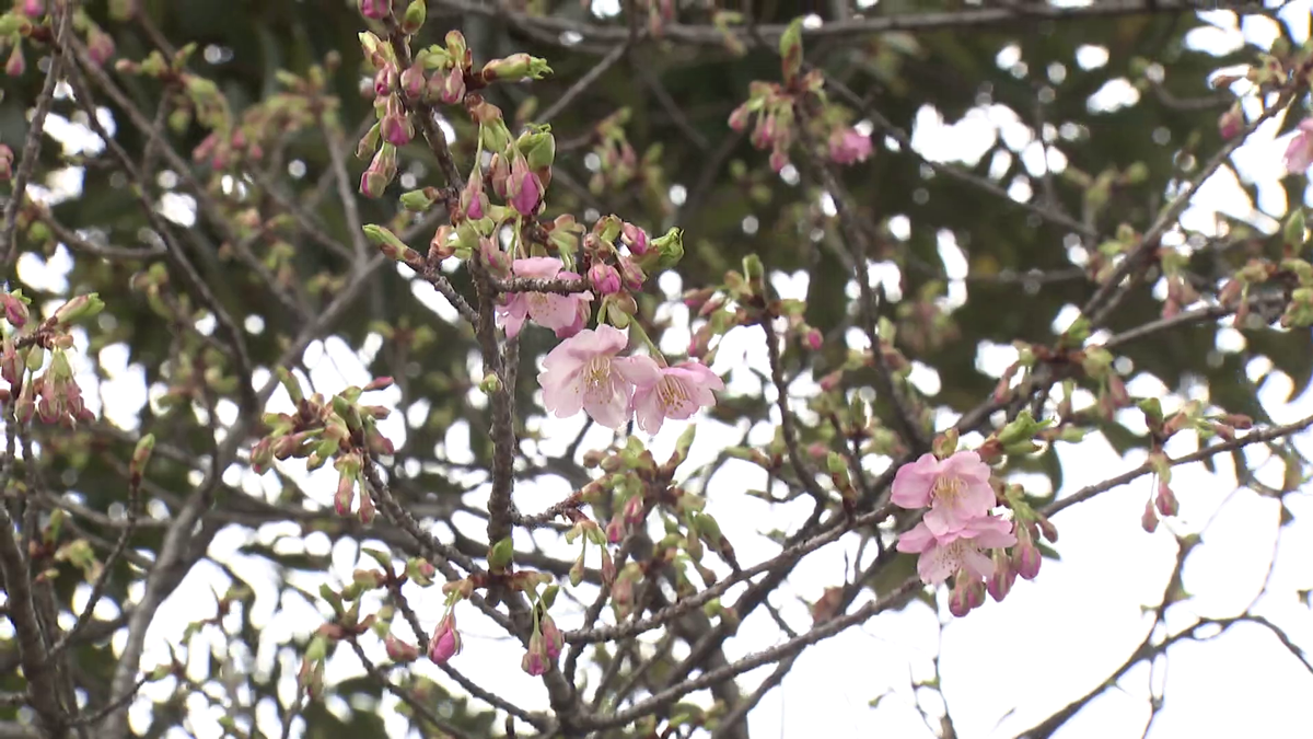 開花を迎えた“カワヅザクラ”