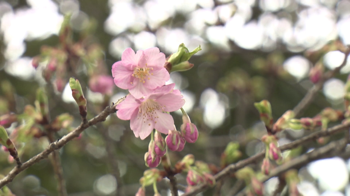 桜の季節がもうすぐ到来！