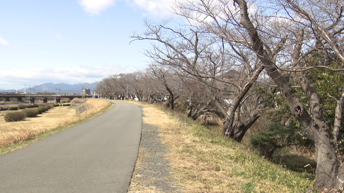 海蔵川沿いの桜の木